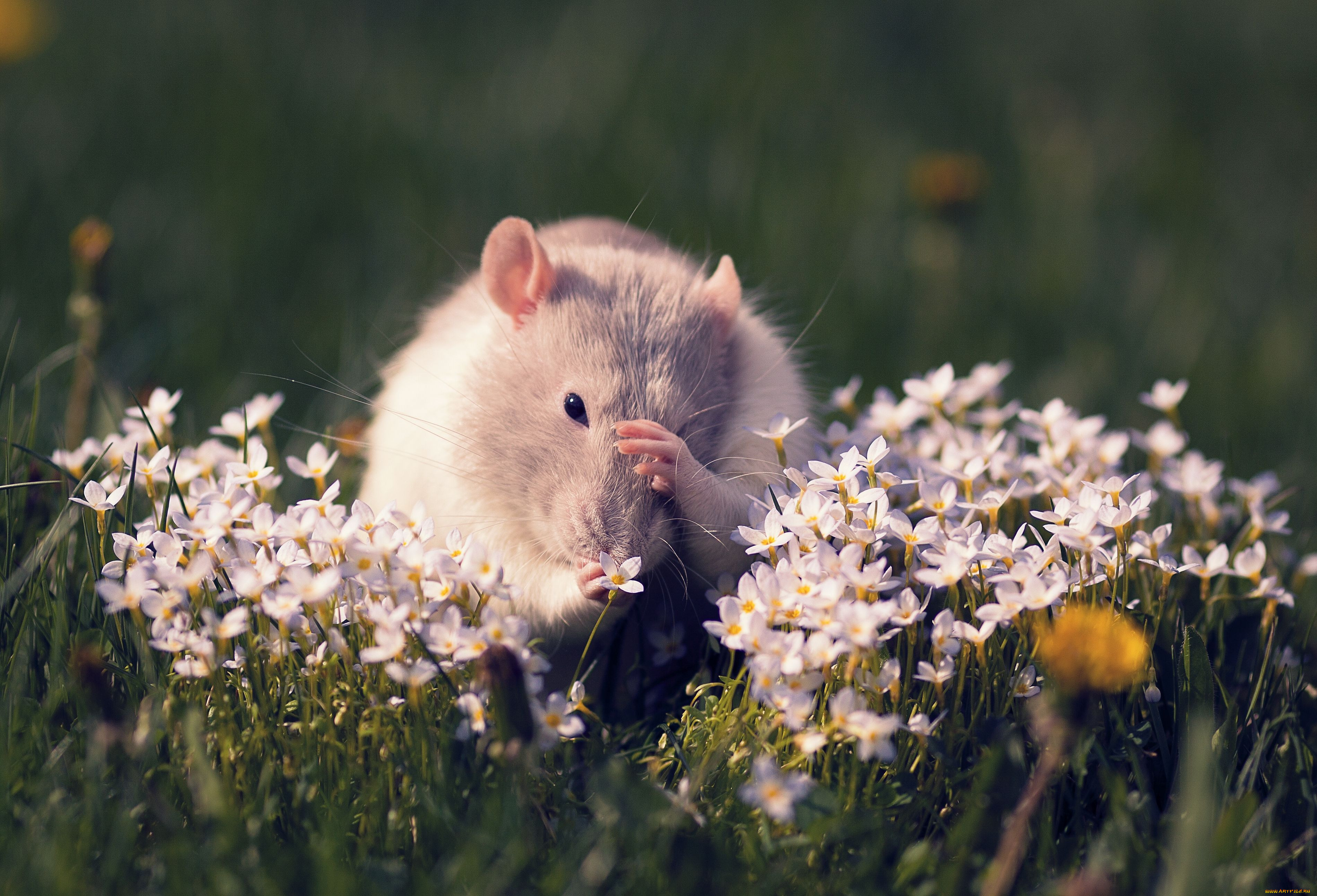 Рабочая мышь. Животные весной. Милые домашние животные. Хомяк в природе. Милые животные на природе.